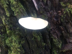 Collybia eucalyptorum