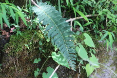 Dryopteris subatrata