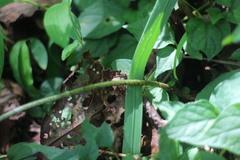 Dryopteris subatrata