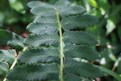 Dryopteris subatrata