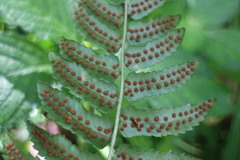 Dryopteris subatrata