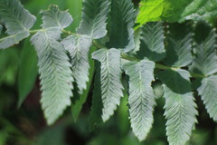 Dryopteris subatrata