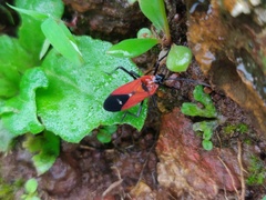 Oncopeltus nigriceps