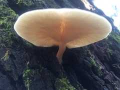 Collybia eucalyptorum