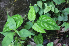 Valeriana hsui