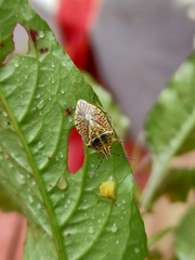 Agonoscelis versicoloratus