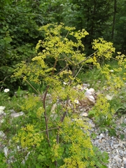Peucedanum verticillare