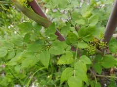 Peucedanum verticillare