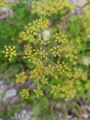 Peucedanum verticillare