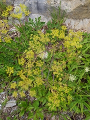 Peucedanum verticillare