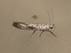 Yponomeuta irrorellus