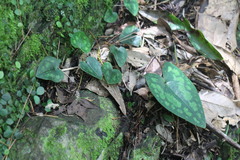 Asarum yaeyamense