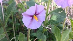 Lycianthes moziniana