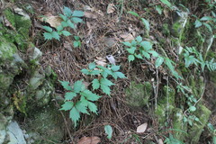 Toxicodendron orientale