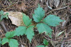 Toxicodendron orientale