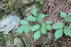 Toxicodendron orientale