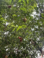 Punica granatum