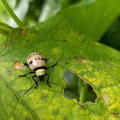 Meristata spilota