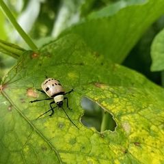 Meristata spilota