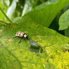 Meristata spilota