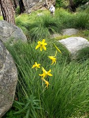Lilium parryi