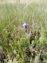 Limonium tomentellum
