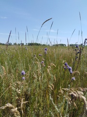 Limonium tomentellum