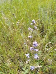 Limonium tomentellum