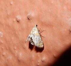 Nymphicula
