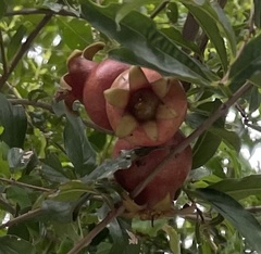 Punica granatum