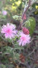 Mimosa monancistra
