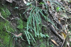 Pteris longipinna