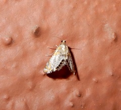 Nymphicula