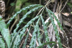 Pteris longipinna
