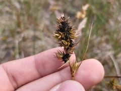 Anthracoidea arenariae