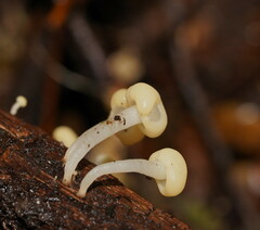 Vibrissea dura
