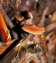 Lentinellus tasmanicus