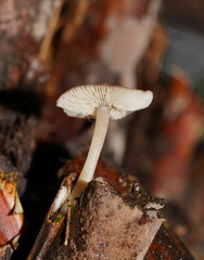 Lentinellus tasmanicus