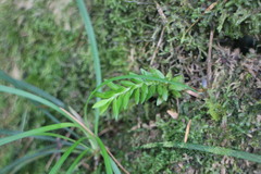 Phlegmariurus fordii