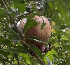Punica granatum