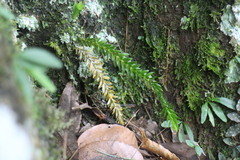 Phlegmariurus fordii