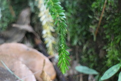 Phlegmariurus fordii