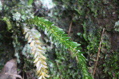 Phlegmariurus fordii