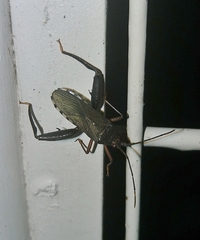 Notobitus meleagris