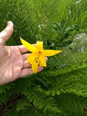 Lilium parryi