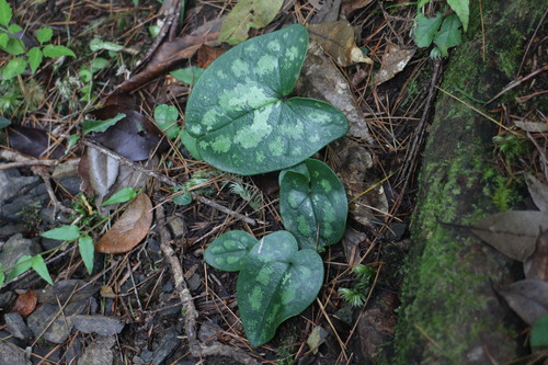 Asarum yaeyamense iNat (3)