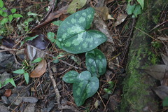 Asarum yaeyamense
