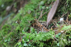 Odontochilus yakushimensis