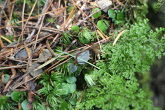 Odontochilus yakushimensis