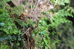 Odontochilus yakushimensis